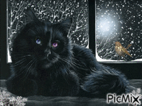 Black Winter Cat - GIF animé gratuit