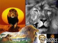 le lion 2 GIF animé