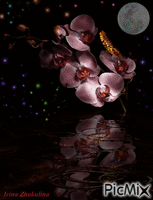 Orchids at night - Gratis animerad GIF
