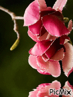Pink glitter Animated GIF