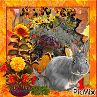 A rabbit in autumn