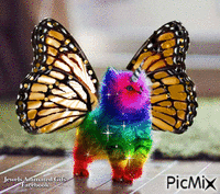 Butterfly Kitten - GIF animado gratis