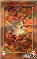 canard a L,automne - GIF animé gratuit
