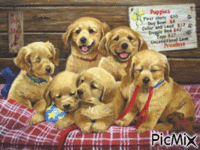 Dogs 动画 GIF