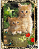 Two kittens. Animated GIF