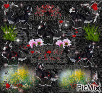 shadow lark 5 - 免费动画 GIF