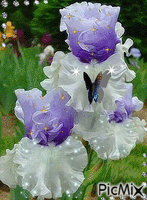Flower - Gratis animeret GIF