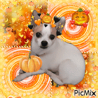 🎃 Pumpkin Pepper 🐶 - GIF animé gratuit
