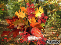 les couleurs de l'automne - GIF animé gratuit