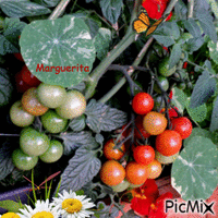 mon jardin de tomates bio. - Animovaný GIF zadarmo