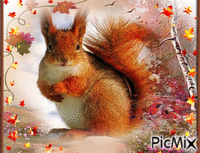 Wiewiórka - Nemokamas animacinis gif