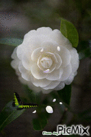 Rosa анимиран GIF
