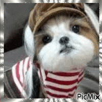 Adorable Chien - Free animated GIF