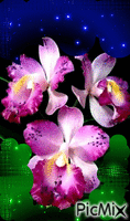 Orchidee - GIF animado gratis