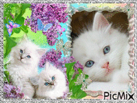 cute kittens - GIF animado gratis