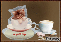 Café du chat κινούμενο GIF