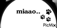 miaw - GIF animado gratis