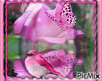 Pink. animovaný GIF