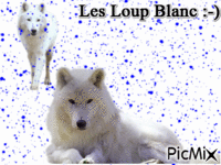 Les Lion Blanc - Nemokamas animacinis gif