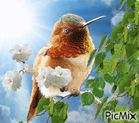 colibri - Gratis animeret GIF