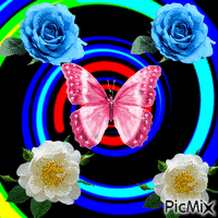 rose papillon