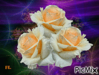 Fréz rózsa lila háttérben. Animiertes GIF