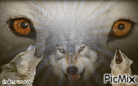 the wolf - Ilmainen animoitu GIF