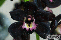 орхидея - GIF animate gratis