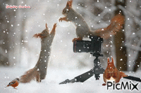 Squirrels GIF animé