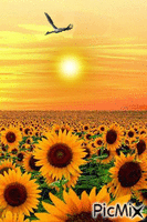 sunflowers - Besplatni animirani GIF