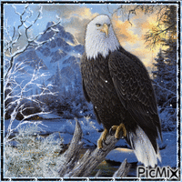 Ein Adler im Winter - Gratis geanimeerde GIF