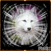 Wolf анимированный гифка