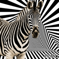 zebra - Ilmainen animoitu GIF