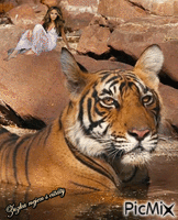 tygr animált GIF