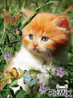gatto con farfalle - GIF animate gratis
