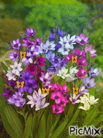 flores - 免费动画 GIF