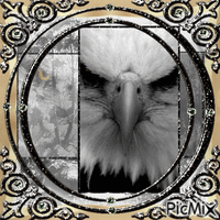 Aigle pygargue à tête blanche анимированный гифка