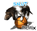 SALUT - Бесплатный анимированный гифка