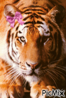 tigre - Безплатен анимиран GIF