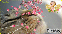 Kitty Smelling Flowers - Free animated GIF