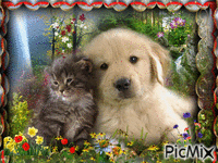 Chien et chat - Free animated GIF