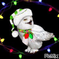 Christmas owl GIF animé