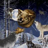 wolf moon - GIF animé gratuit