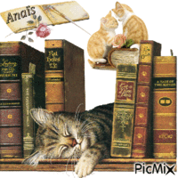 chats de bibliotheque - Ingyenes animált GIF