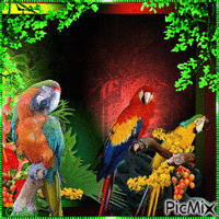 Perroquet - GIF animado gratis