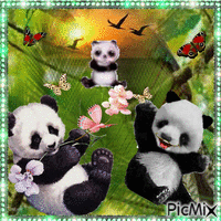 Pandi Panda - Bezmaksas animēts GIF