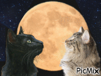 Amazing Cats animirani GIF