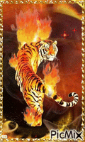 wild tigre - Ingyenes animált GIF