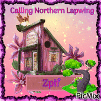 Calling Northern lapwing - GIF animé gratuit