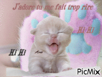 hihi pti chat miaou mimi!! - GIF animasi gratis